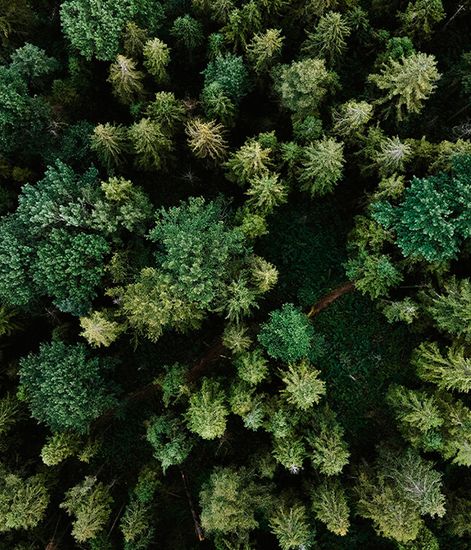 Boisee Mousse, рефилл для аромадиффузора с палочками, Ladenac Milano