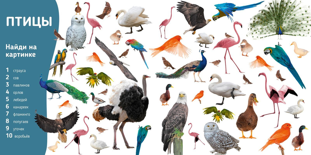 Познаем мир вместе. Мои первые животные. Фотокнига