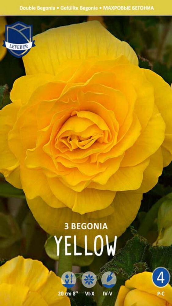 Бегония &quot;Double Yellow&quot;, Нидерланды.