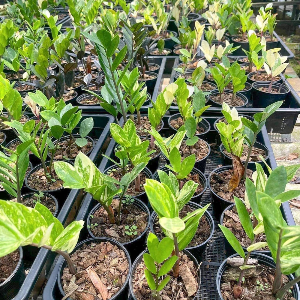 Замиокулькас VAR