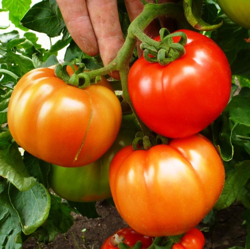 Помидоры – Горский Красный