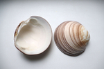 Ракушки для свечей из ракушек