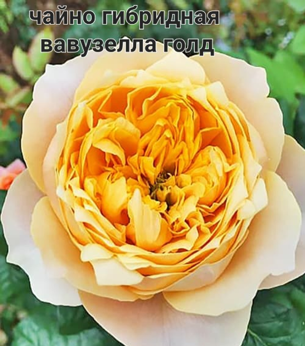 ВАВУЗЕЛЛА ГОЛД ЧАЙНО ГИБРИДНАЯ