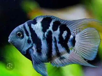 Попугай сапфировый, или попугай-панда