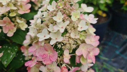 Би Хеппи «Bee Happy» С3