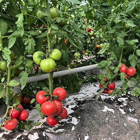 ПИНКВИН F1 семена томата Rijk Zwaan отзывы – фото 6