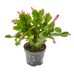 Рипсалидопсис (Пасхальный кактус)