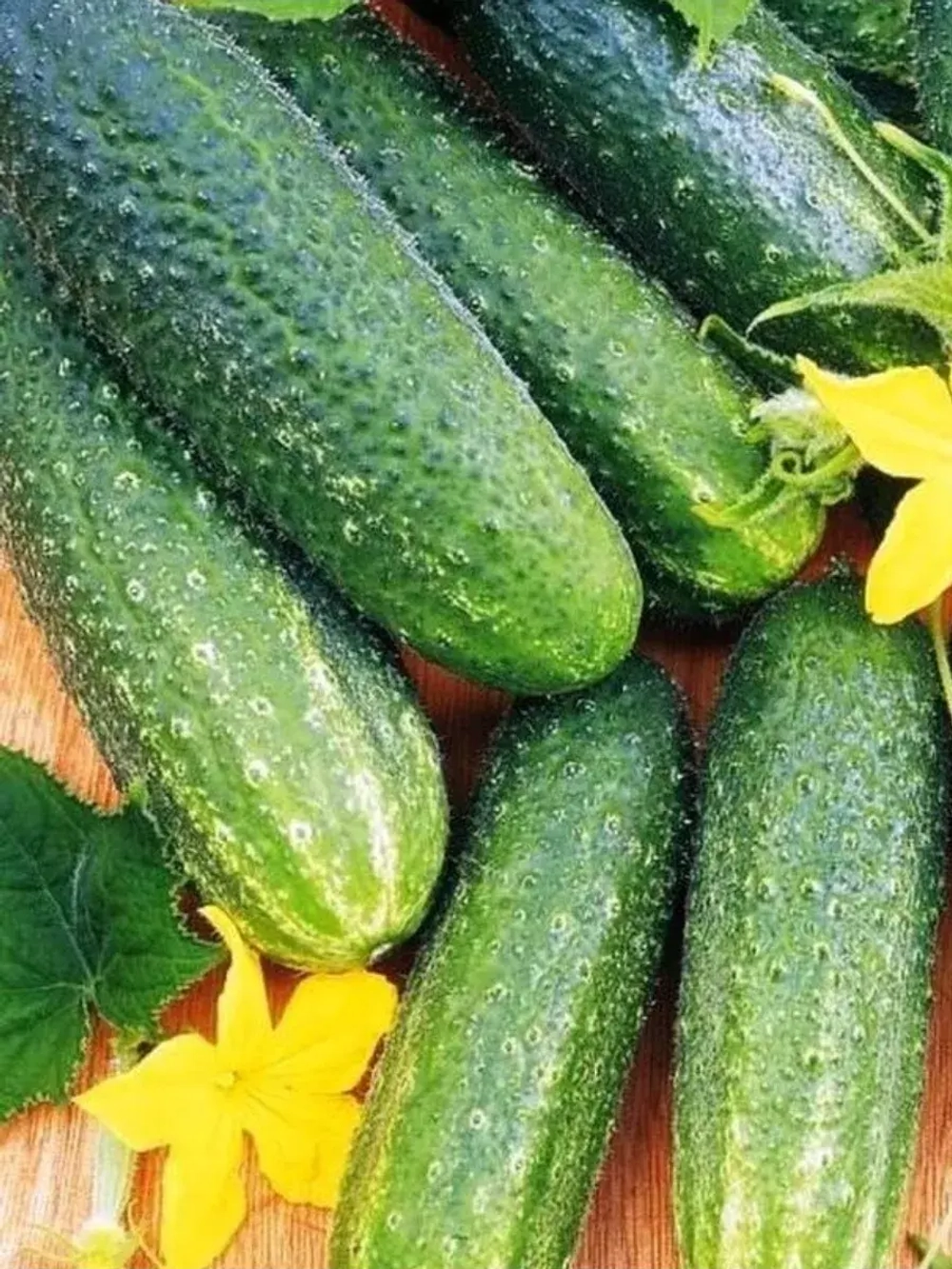 Семена Огурец Либелле F1