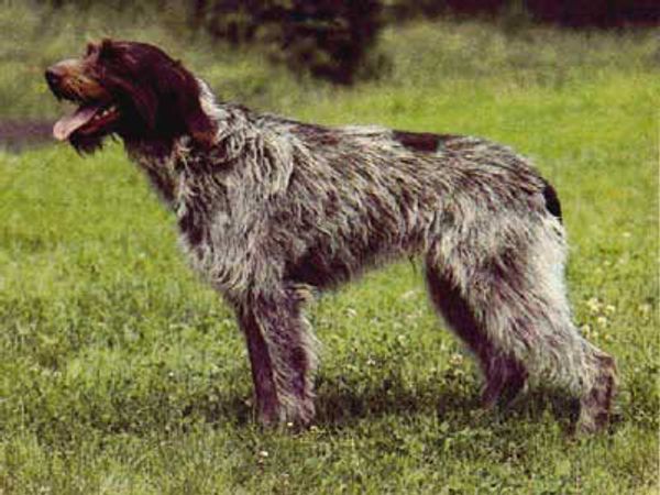 Чешский фоусек Чешский фоусек