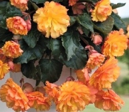 Бегония ампельная Illumination Golden Picotee ОКС укорененный черенок