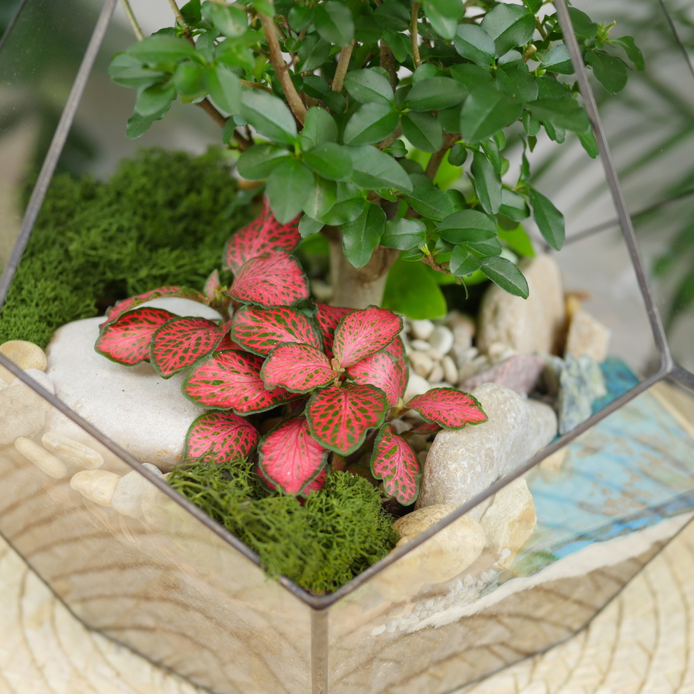 Готовый флорариум с бонсай Капля с озером