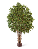 Лонгифолия широколистная Гигантская