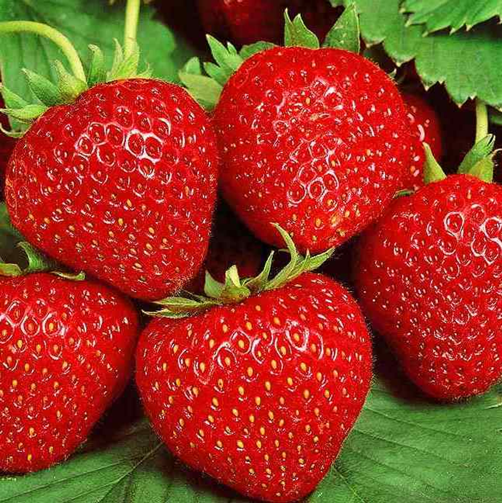 Земляника Гармония ремонтантная