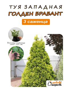 Туя западная Голден Брабант 3шт