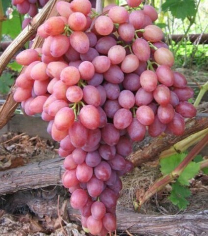 Виноград Кишмиш Лучистый