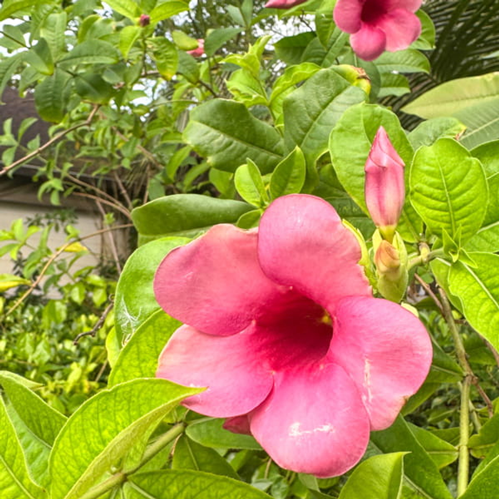 Алламанда сиреневая – Allamanda purple