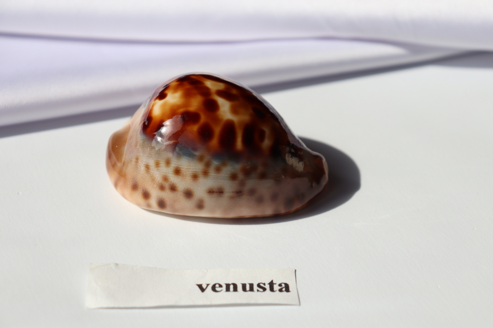 Ципрея венуста эпизема (Zoila venusta episema), 5,7см, 1шт