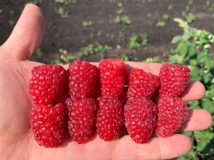 Малина ремонтантная Конёк-Горбунок (ОКС)