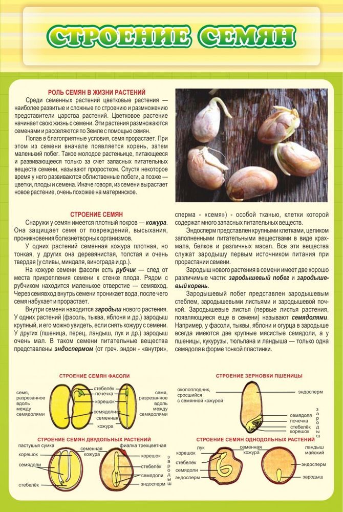 Стенд &quot;Строение семян&quot;