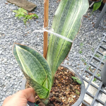 Сансевиерия BRUDA