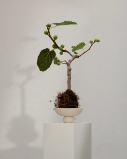 Чаша 101 Copenhagen Baburu Bowl, Mini, Birch