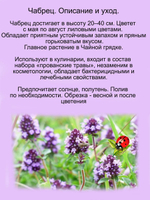 Чабрец тимьян лечебный трава для чая