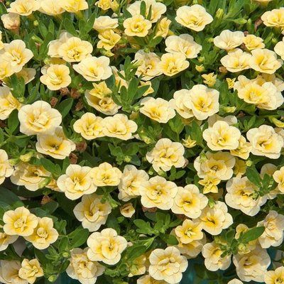 К1 Калибрахоа MINIFAMOUS NEO DOUBLE LEMON