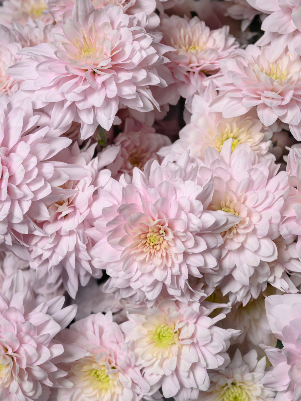 Нежные чувства 15