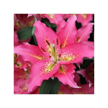 Лилия Бонанза