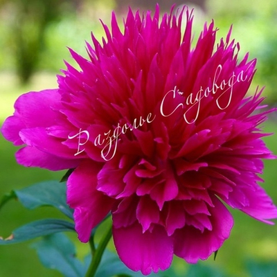 Пион травянистый Пёрпл Спайдер