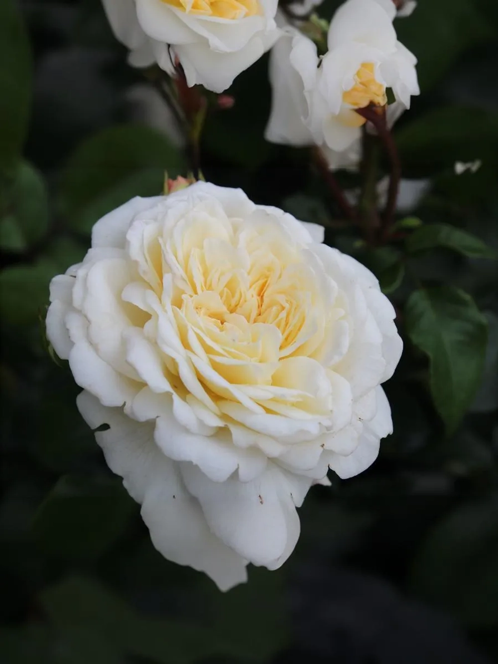 Роза английская Транквилити