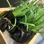 дымный Ирис — корневище бородатого серо-голубого ириса — комплект из 3 шт.