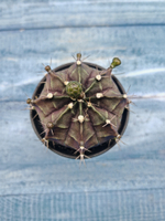 Gymnocalycium Mihanovichii black (Гимнокалициум)