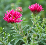 Астра новоанглийская "Andenken an Alma Poetschke". Aster novae-angliae "Andenken an Alma Poetschke".