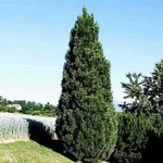 Сосна черная Пирамидалис B+S 200-250