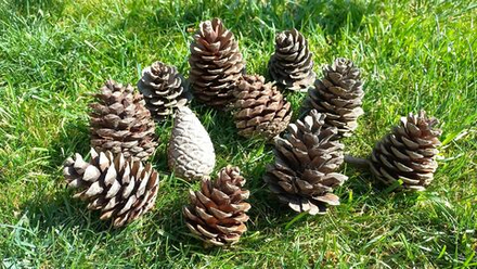 Шишки сосновые Набор 10штук. 7-12см для декора и творчества.