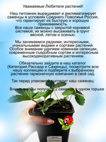 Клубника Королева Елизавета два саженца
