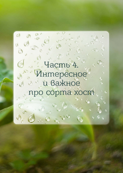 ХОСТАмагия. Катерина Резник