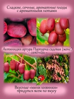 Актинидия аргута пурпурная садовая