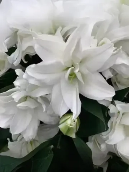 Лилия Эдсилия (махровая серия «Роузлили»)