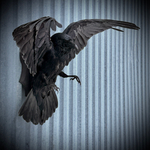 Чучело ворона