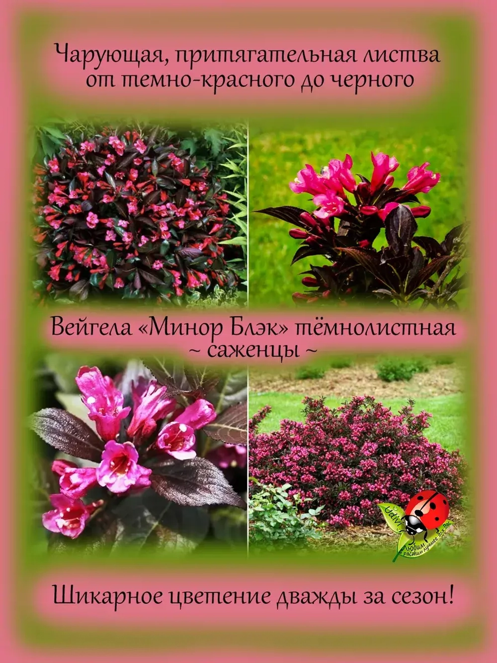 Вейгела Минор Блэк тёмнолистная