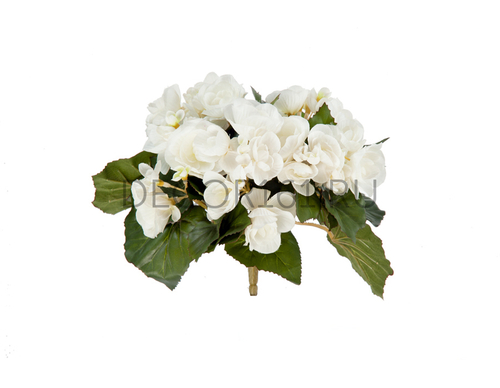 Бегония куст белый в-15 см 12/72 20.1087CR