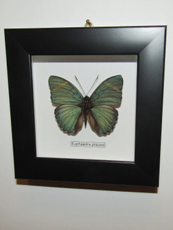 Бабочка Euphaedra в рамке