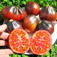 Помидоры Синяя Груша - Blue Pear