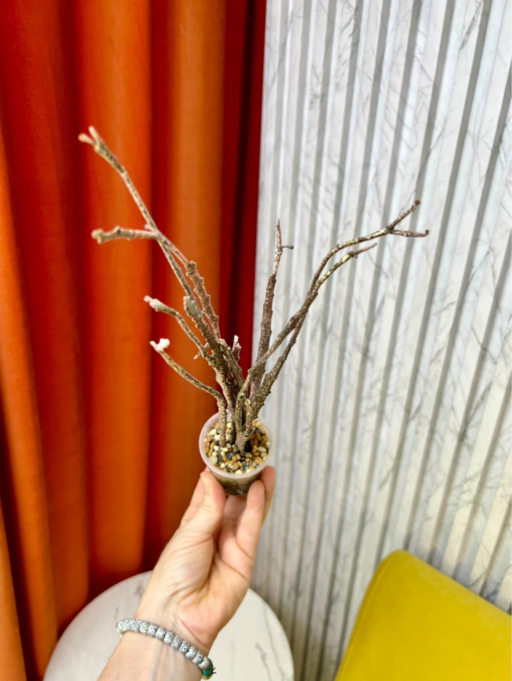 Эуфорбия Платиклада, D7см Н25см, 1шт, Urban Jungle (2962)