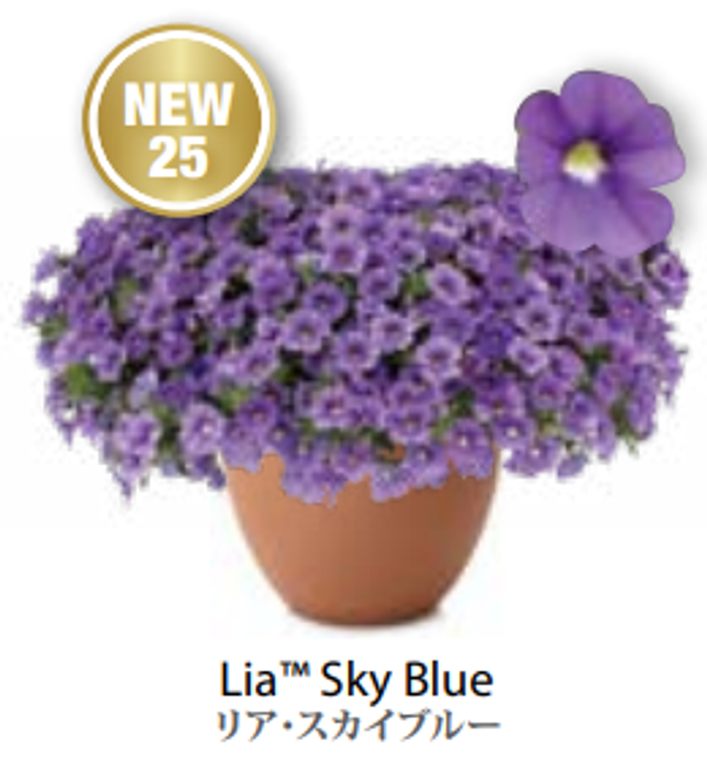 ЕВРО Calibrachoa Lia Sky Blue укорененный черенок февраль 26 DAN