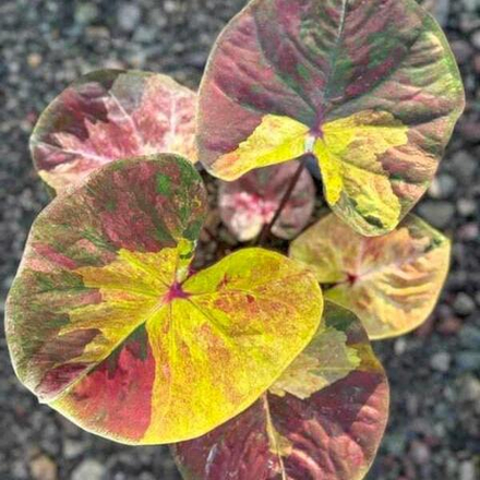 Каладиум MINION