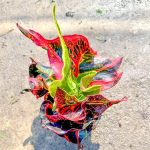 Кротон PHOENIX GON – SAGUN MANGKORN