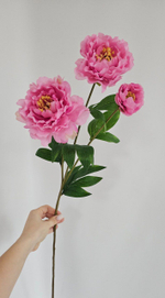 Пион крупный / Арт 2553